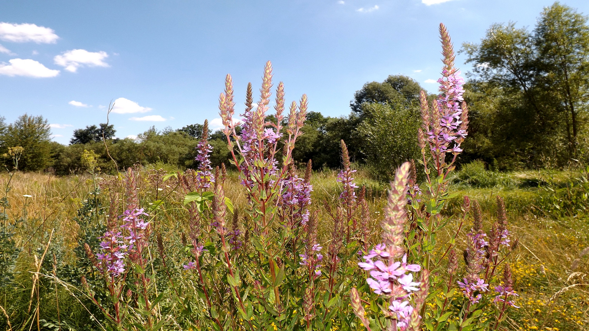 Fonds d'cran Nature Fleurs 