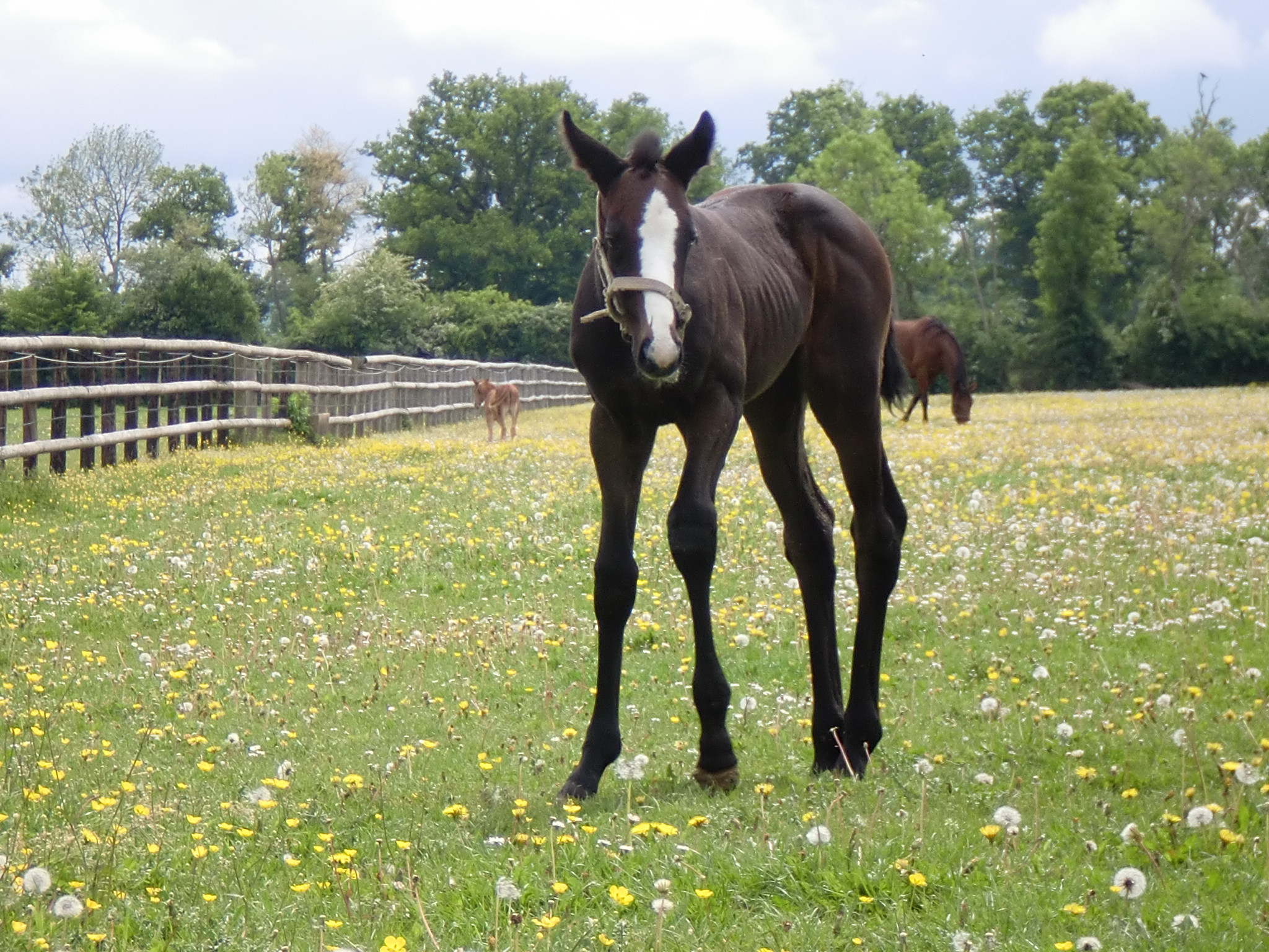 Fonds d'cran Animaux Chevaux Adorable poulain