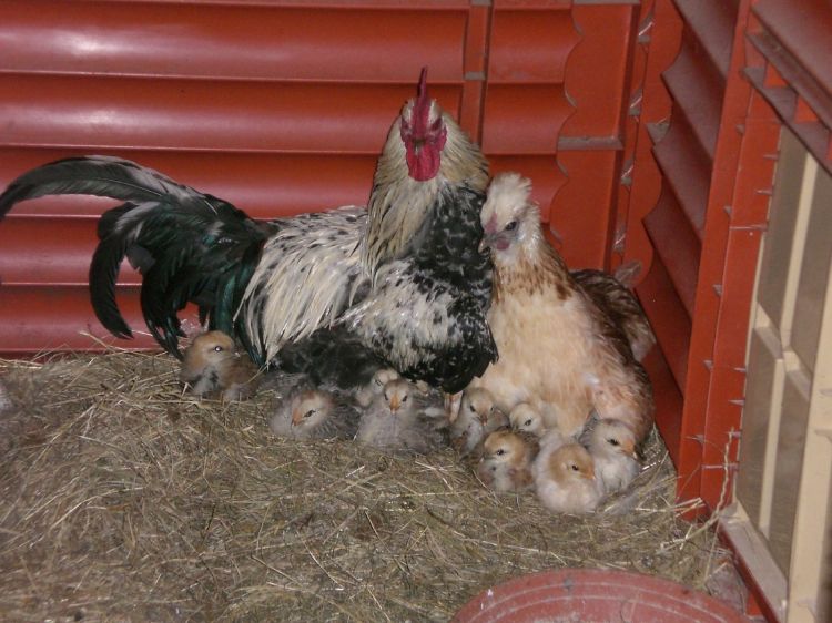 Fonds d'cran Animaux Oiseaux - Poules et Coqs Adorable famille !