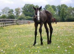  Animaux Adorable poulain