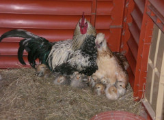  Animaux Adorable famille !