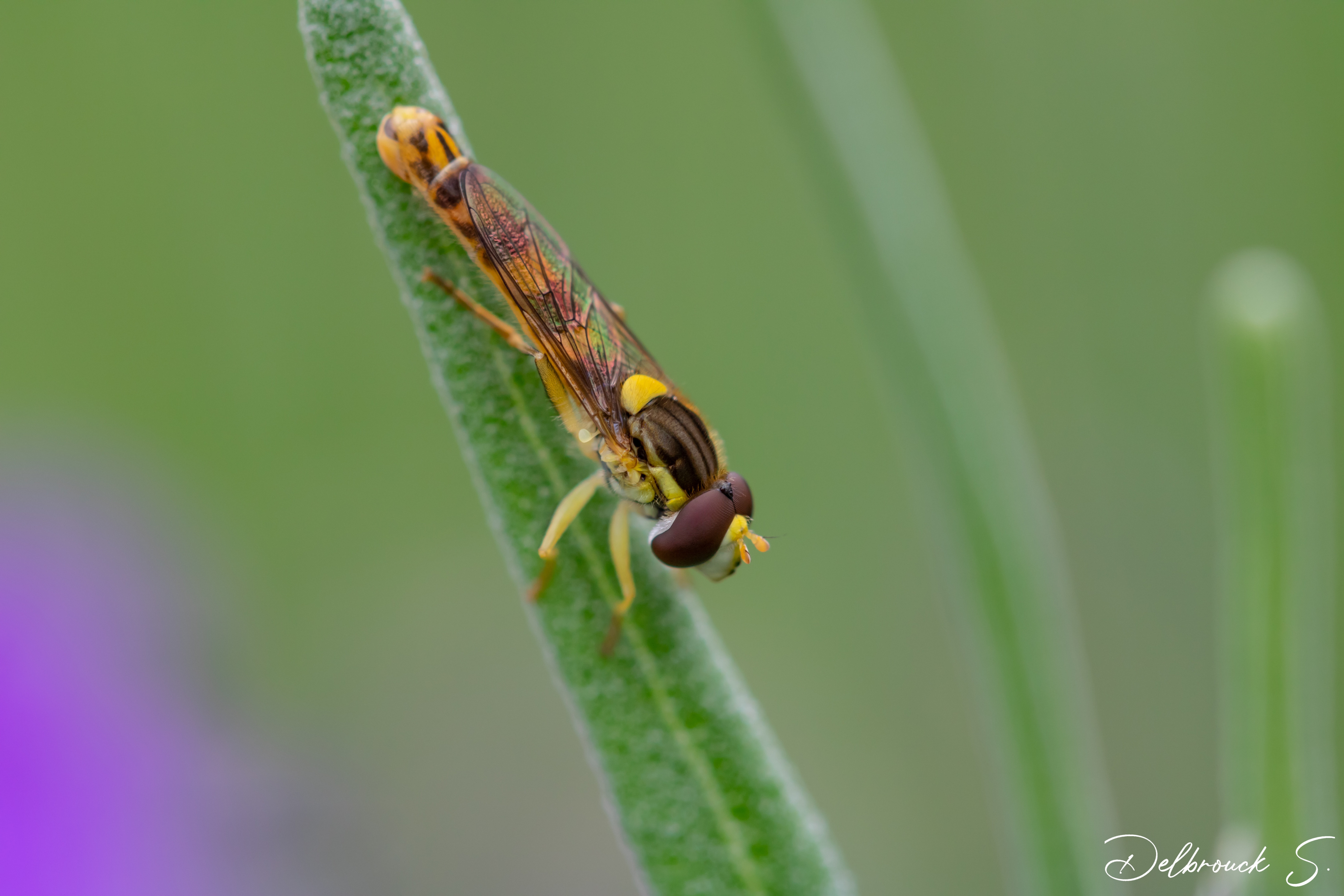 Fonds d'cran Animaux Insectes - Libellules 