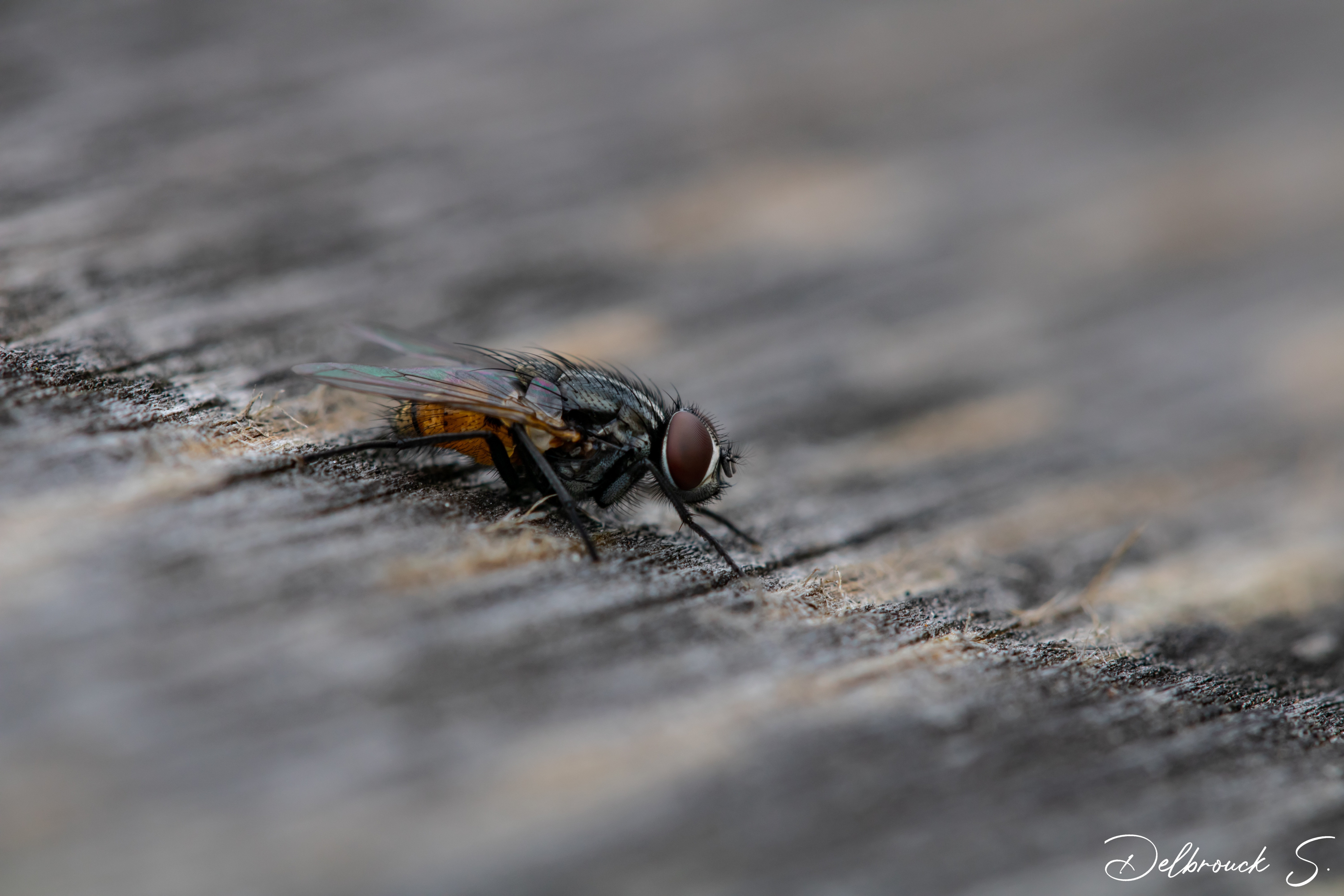 Fonds d'cran Animaux Macrophotographie 