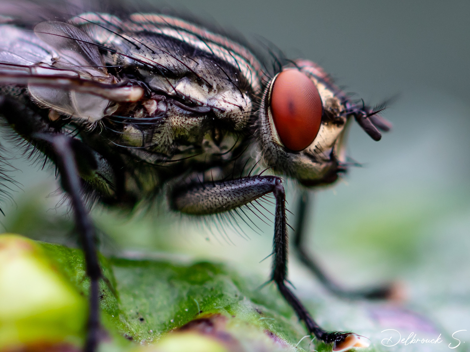 Fonds d'cran Animaux Insectes - Mouches 