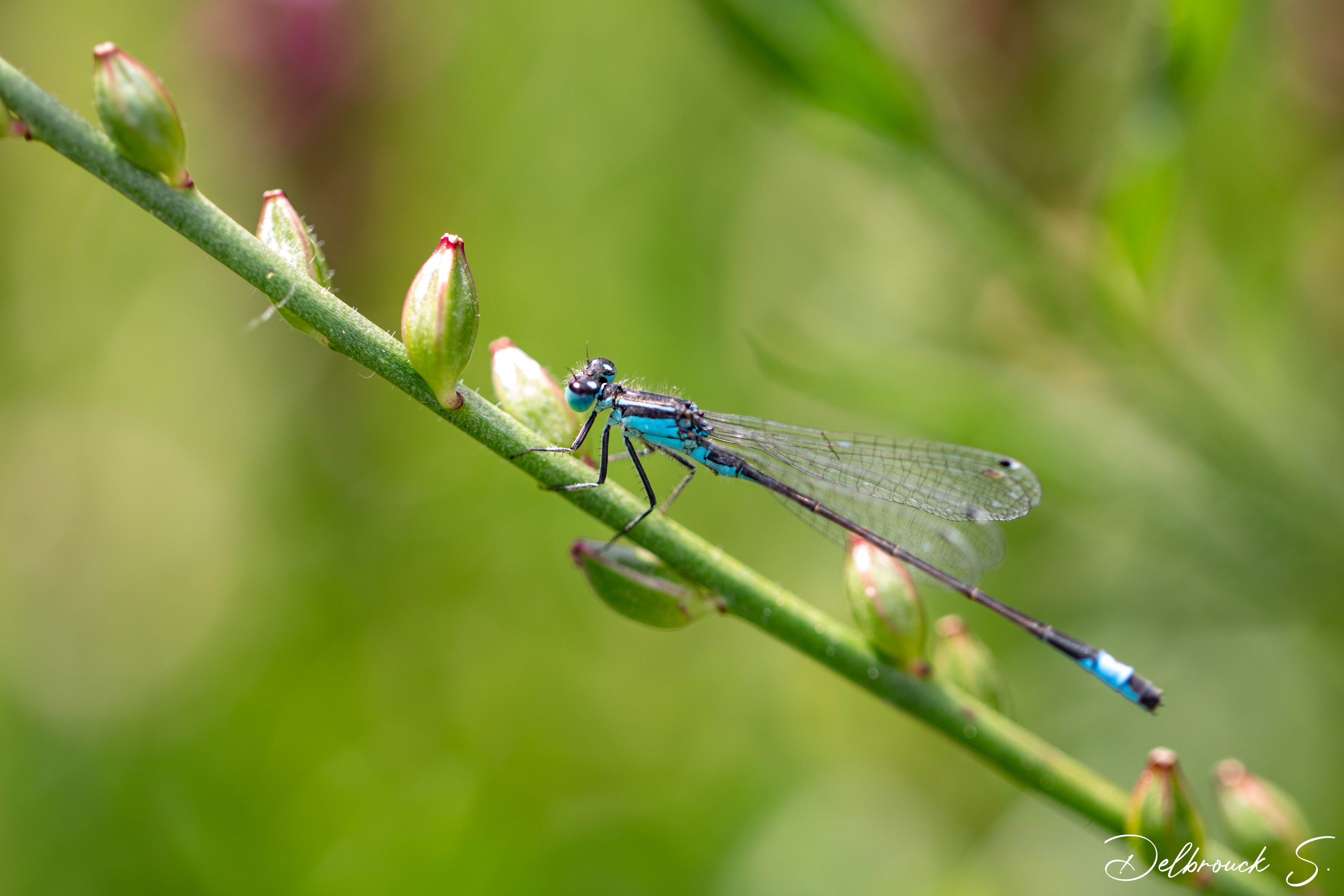 Fonds d'cran Animaux Insectes - Libellules 