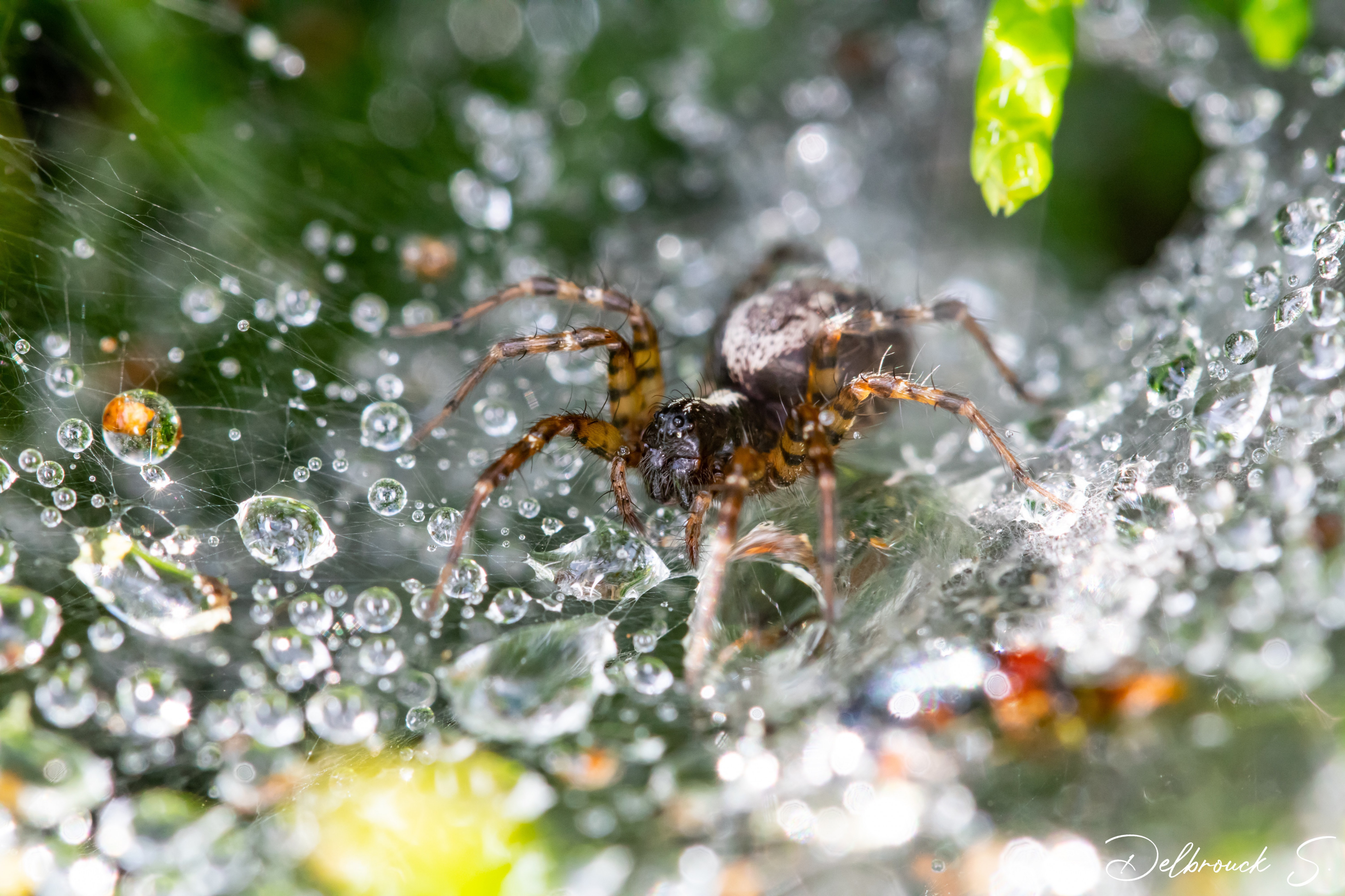 Wallpapers Animals Spiders 