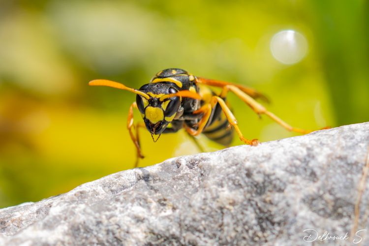 Fonds d'cran Animaux Insectes - Abeilles Gupes ... Wallpaper N479689