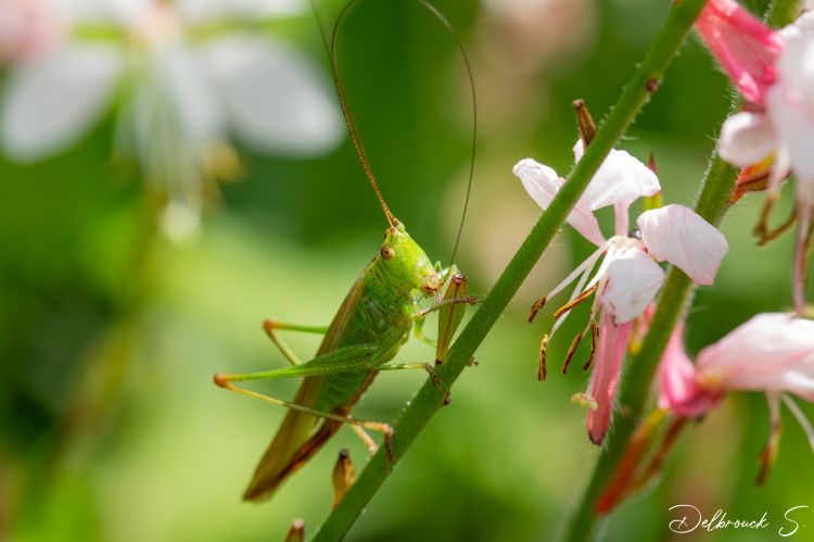 Wallpapers Animals Insects - Grasshoppers and Locusts Wallpaper N479690