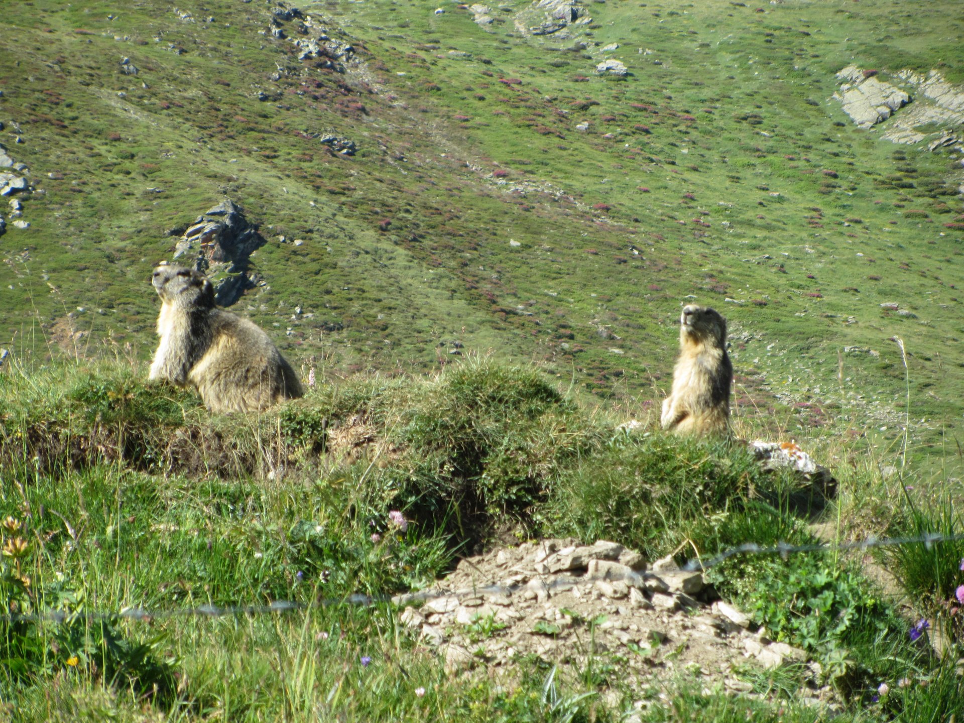 Wallpapers Animals Marmot 