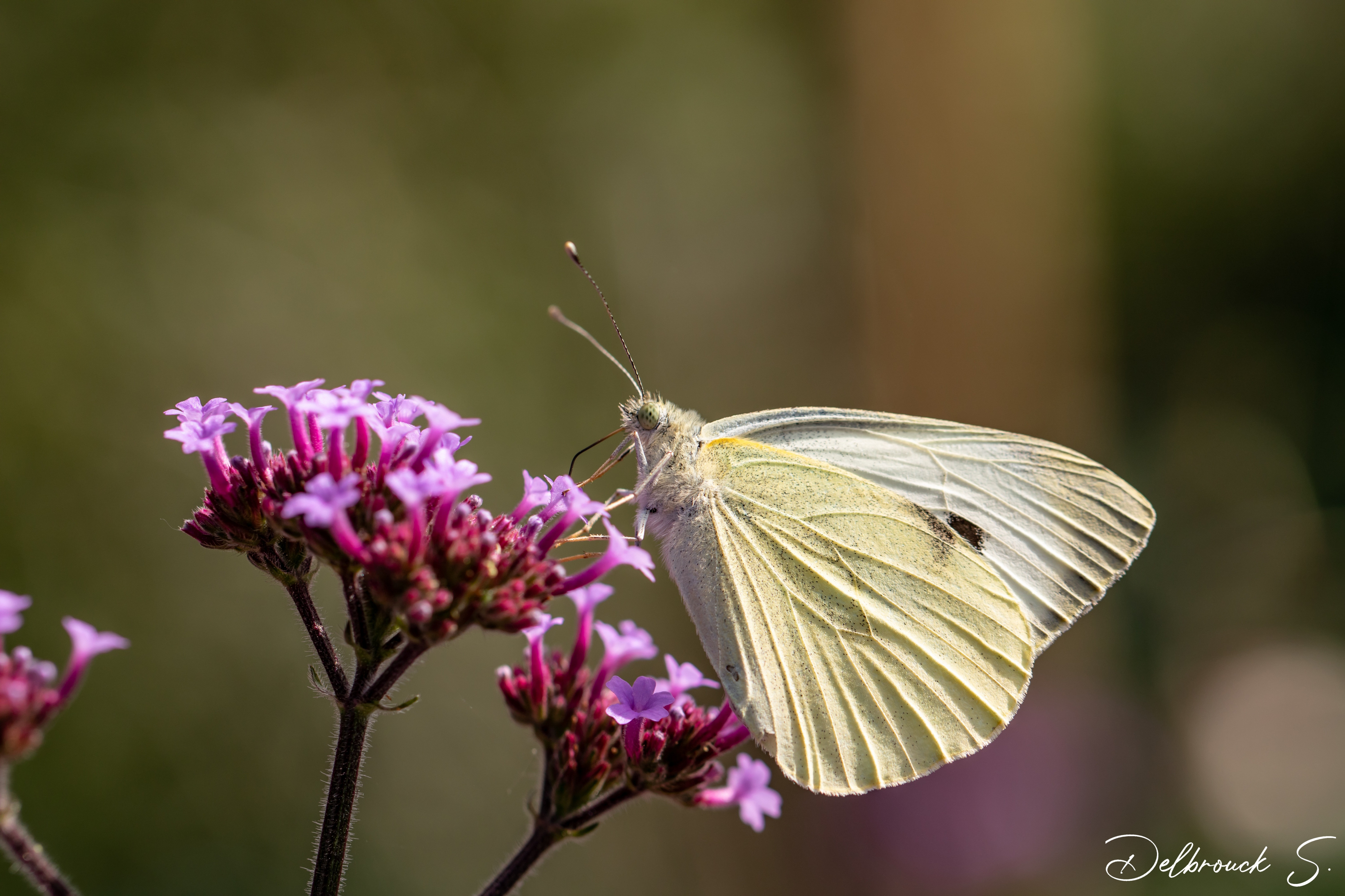 Fonds d'cran Animaux Insectes - Papillons 