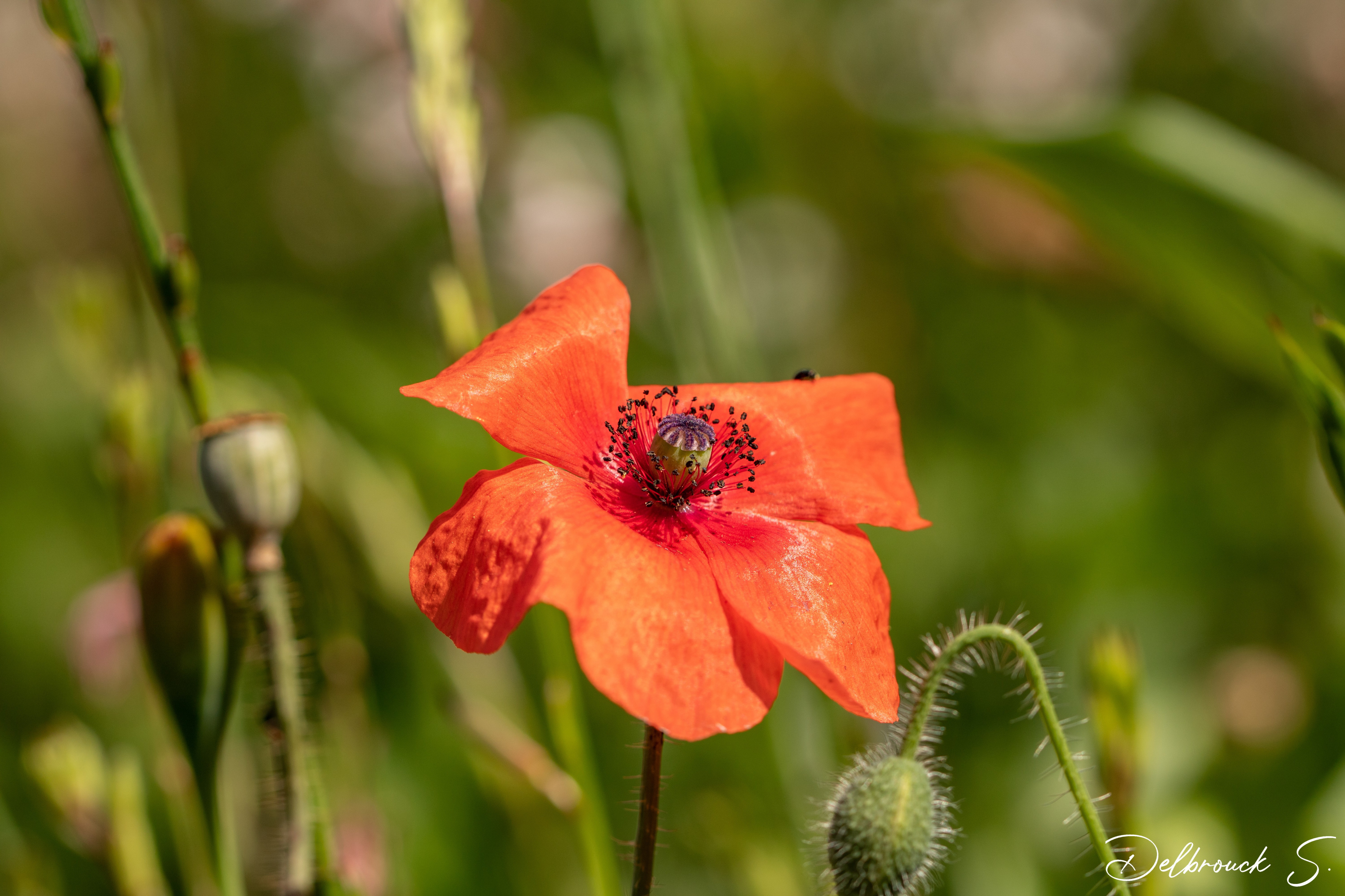 Wallpapers Nature Flowers 