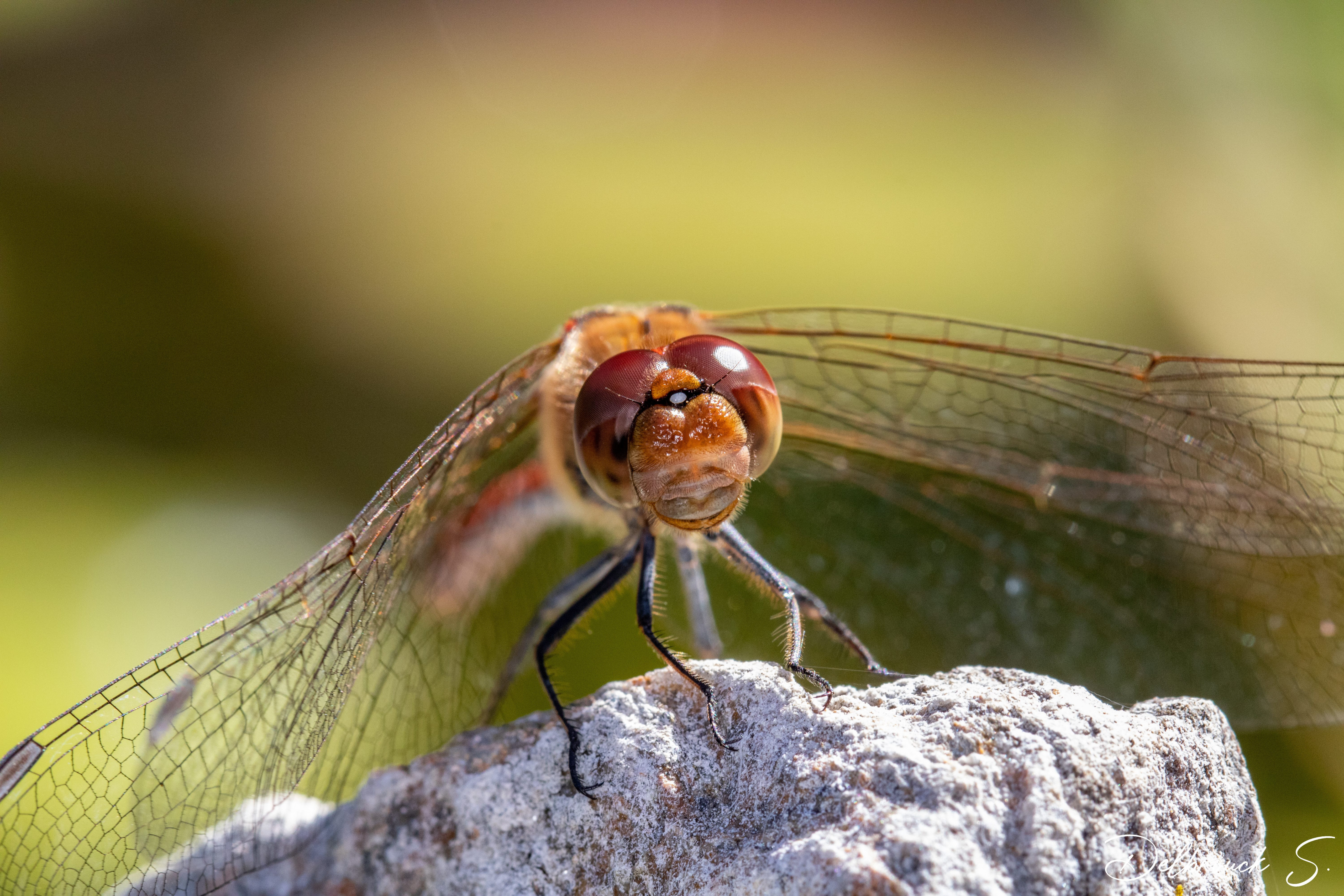 Fonds d'cran Animaux Insectes - Libellules 