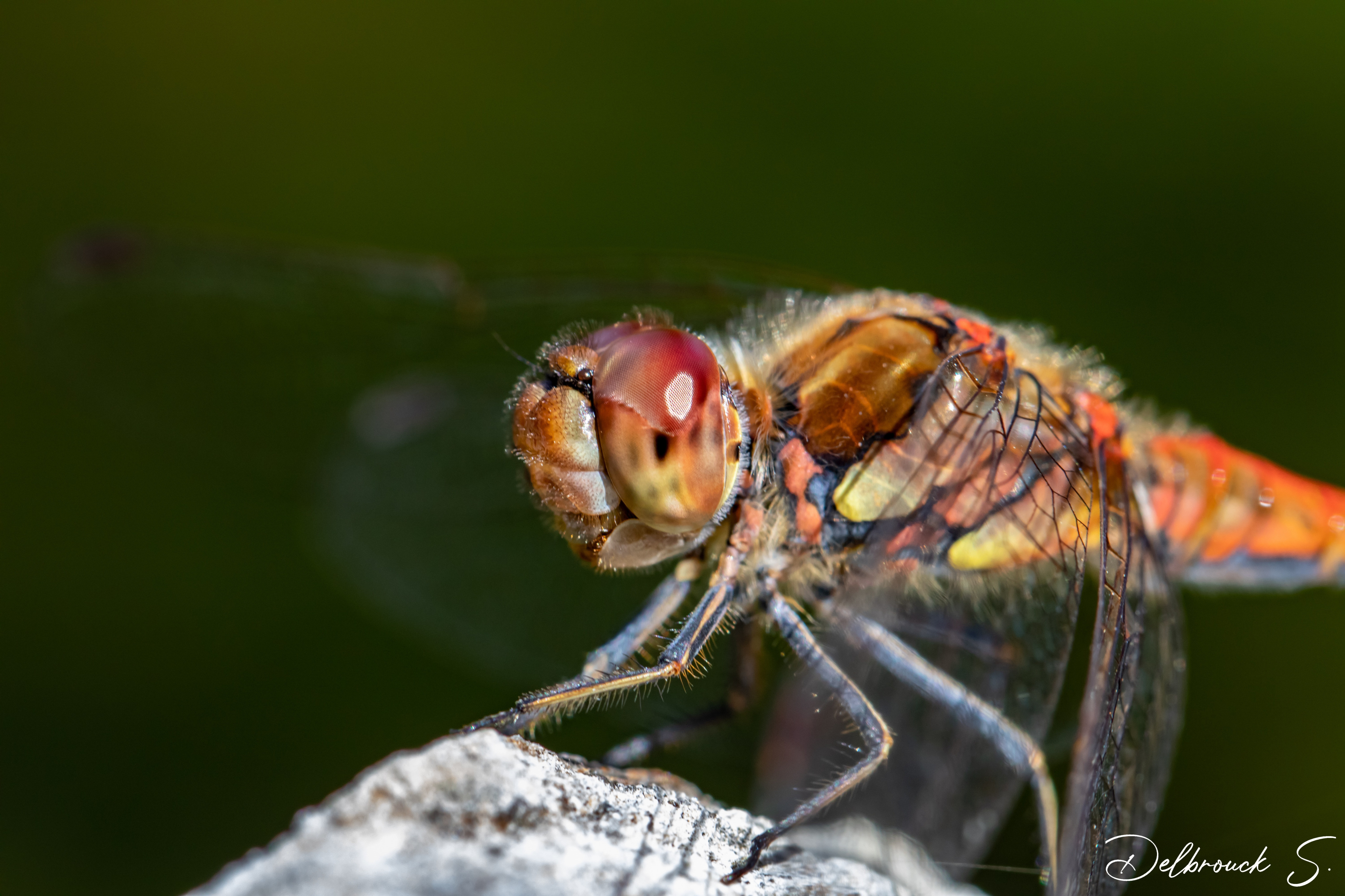 Wallpapers Animals Insects - Dragonflies 