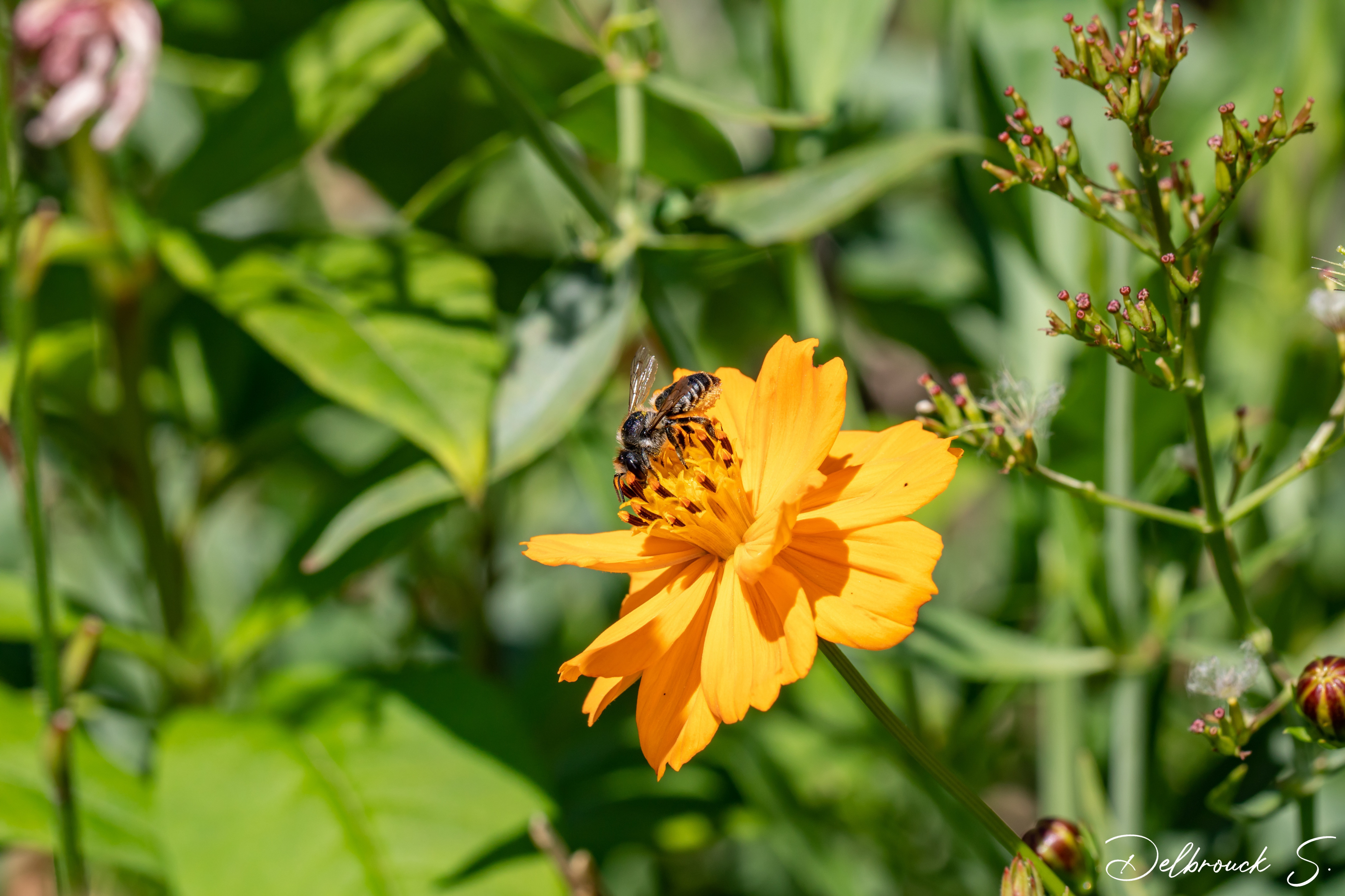 Fonds d'cran Animaux Insectes - Abeilles Guêpes ... 