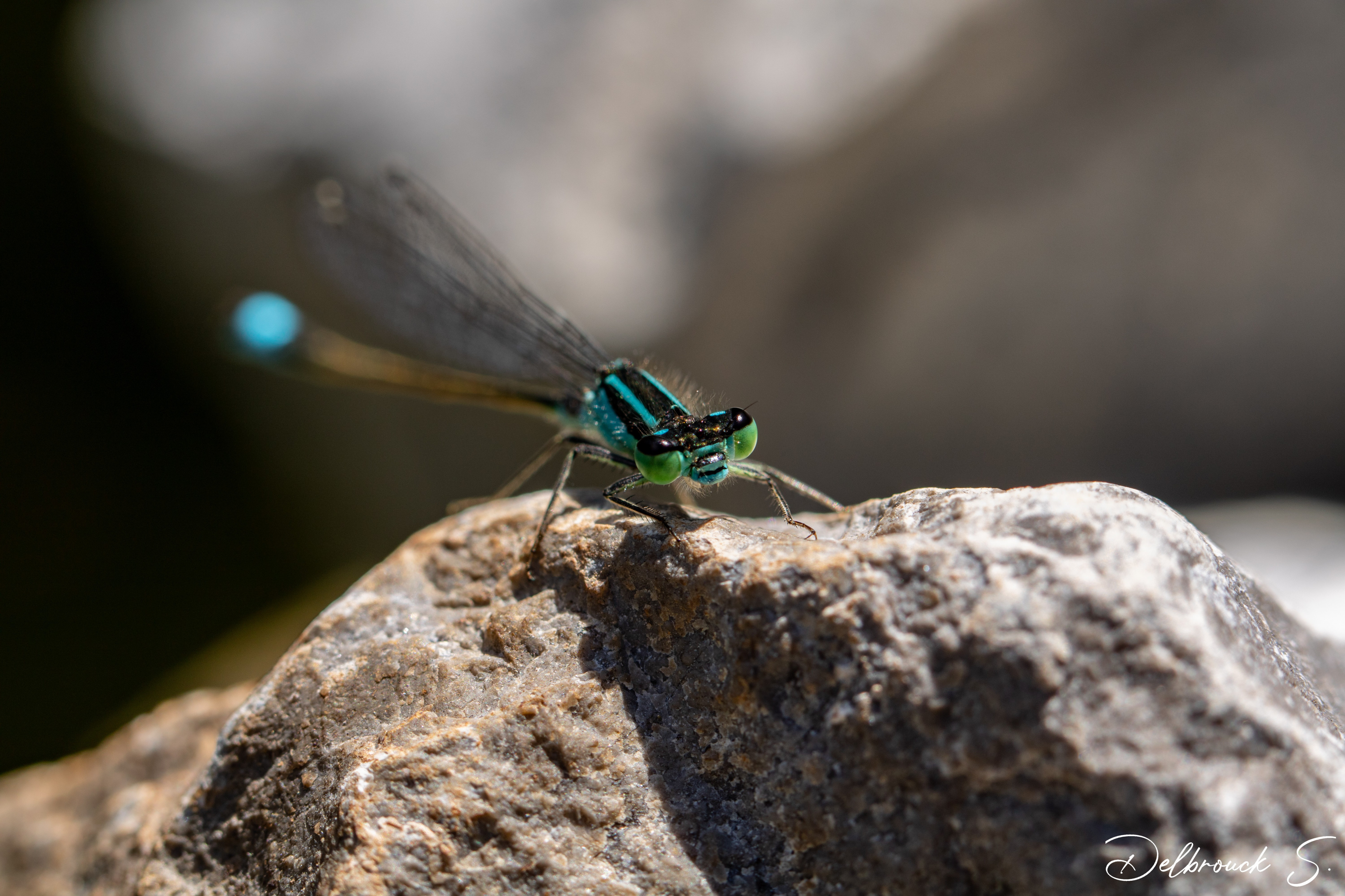 Wallpapers Animals Insects - Dragonflies 