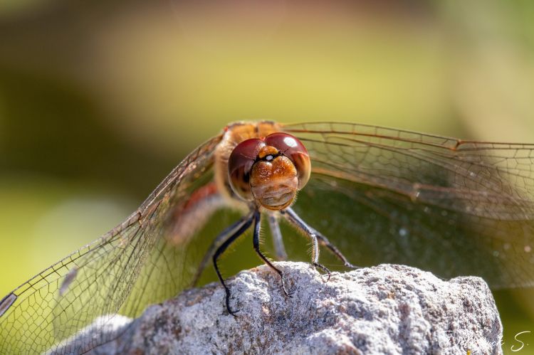 Fonds d'cran Animaux Insectes - Libellules Wallpaper N479752