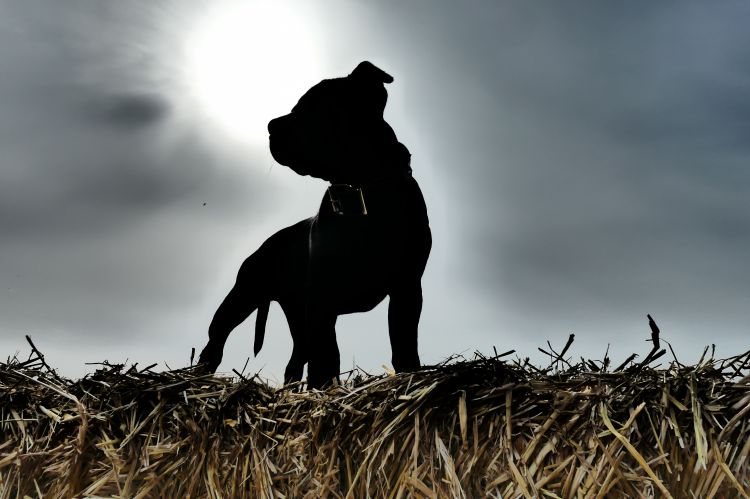 Fonds d'cran Animaux Chiens Staffie