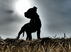  Animaux Staffie