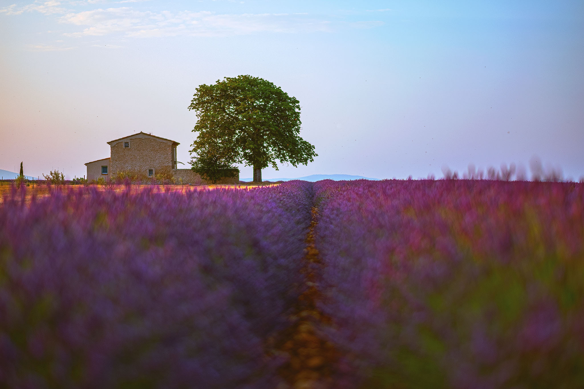 Wallpapers Nature Trees - Forests 