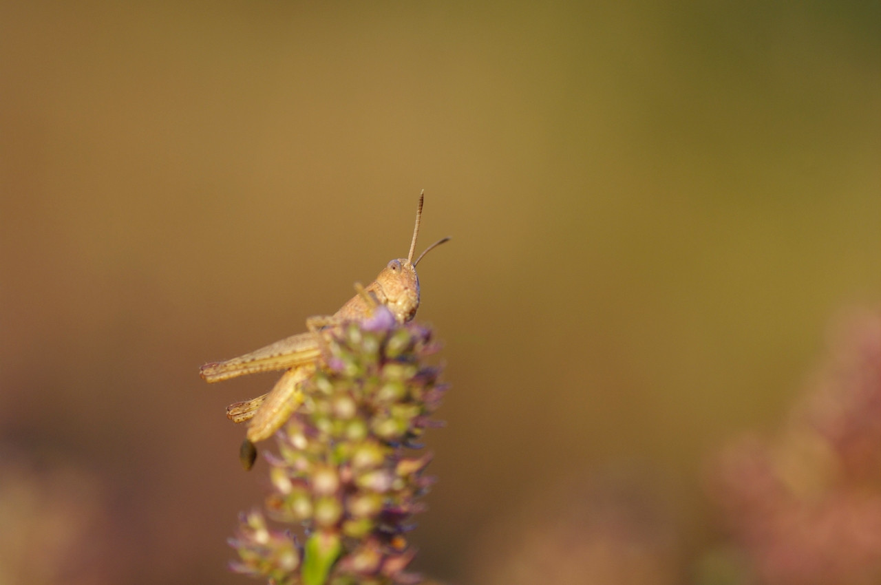 Fonds d'cran Animaux Insectes - Criquets 