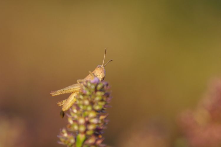 Fonds d'cran Animaux Insectes - Criquets Wallpaper N479811