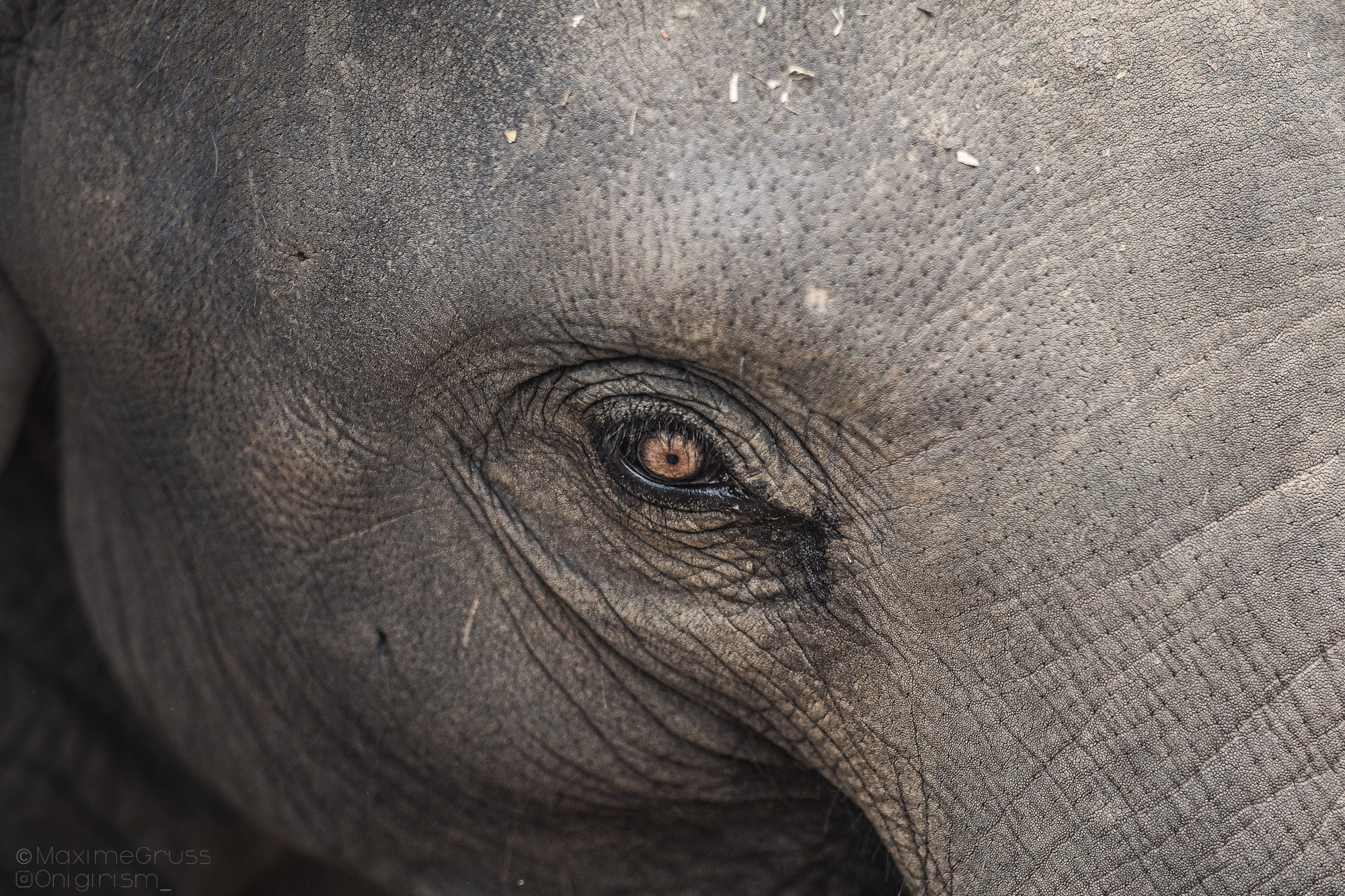 Fonds d'cran Animaux Elphants Elephants d'Asie en Thailande