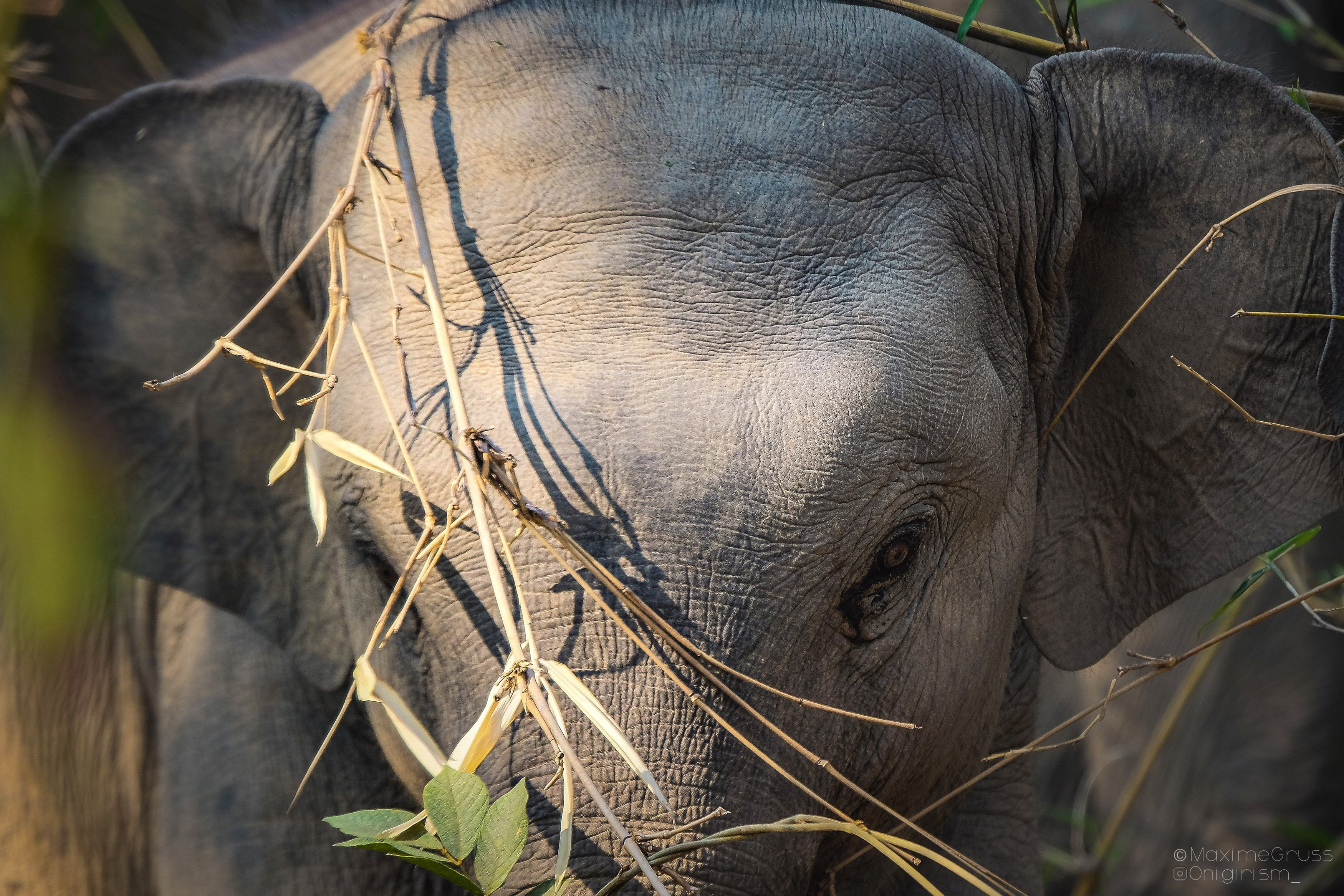 Fonds d'cran Animaux Elphants Elephants d'Asie en Thailande