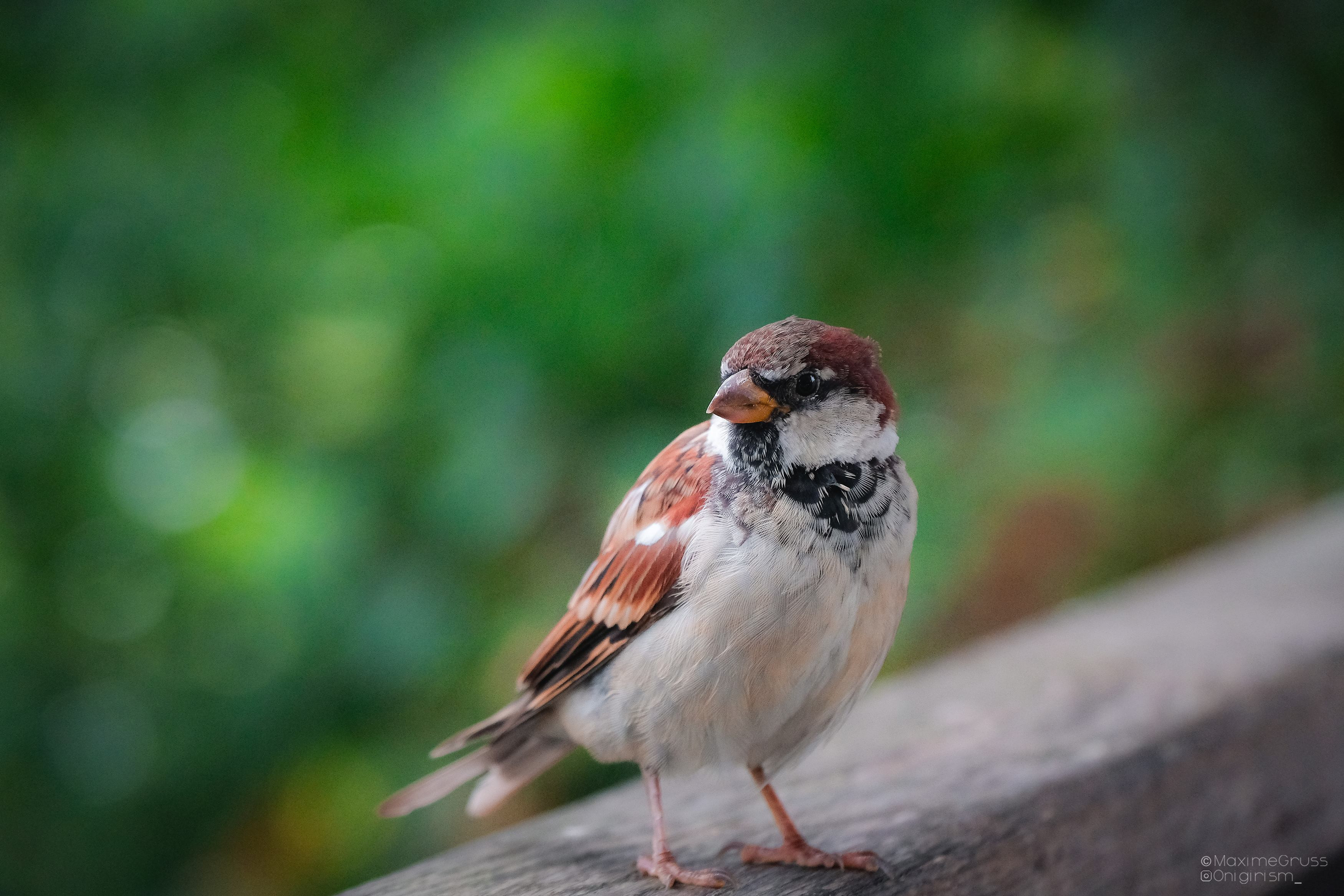 Wallpapers Animals Birds - Sparrows Moineau en Solvénie