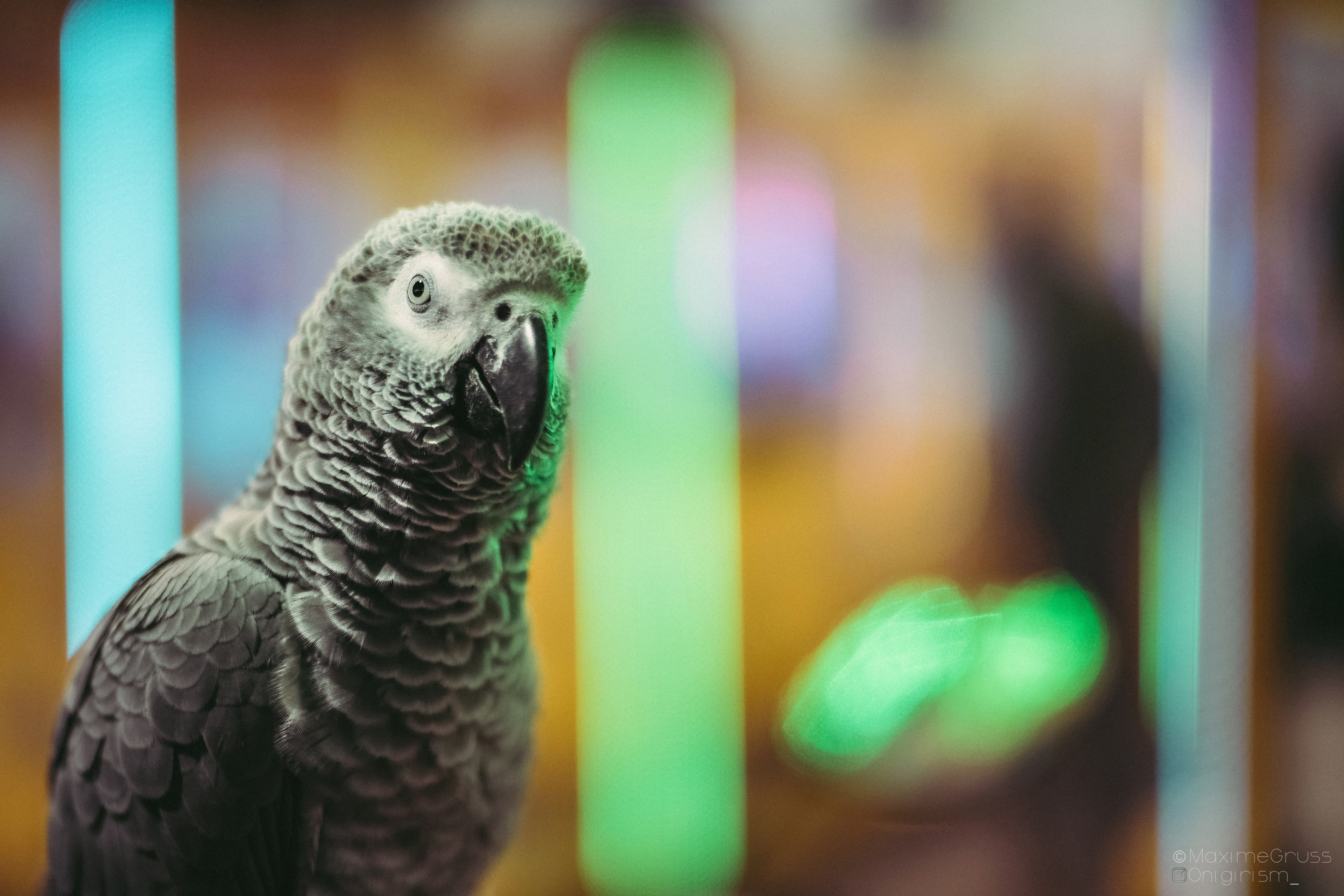 Fonds d'cran Animaux Oiseaux - Perroquets Perroquets au Night market à Taiwan