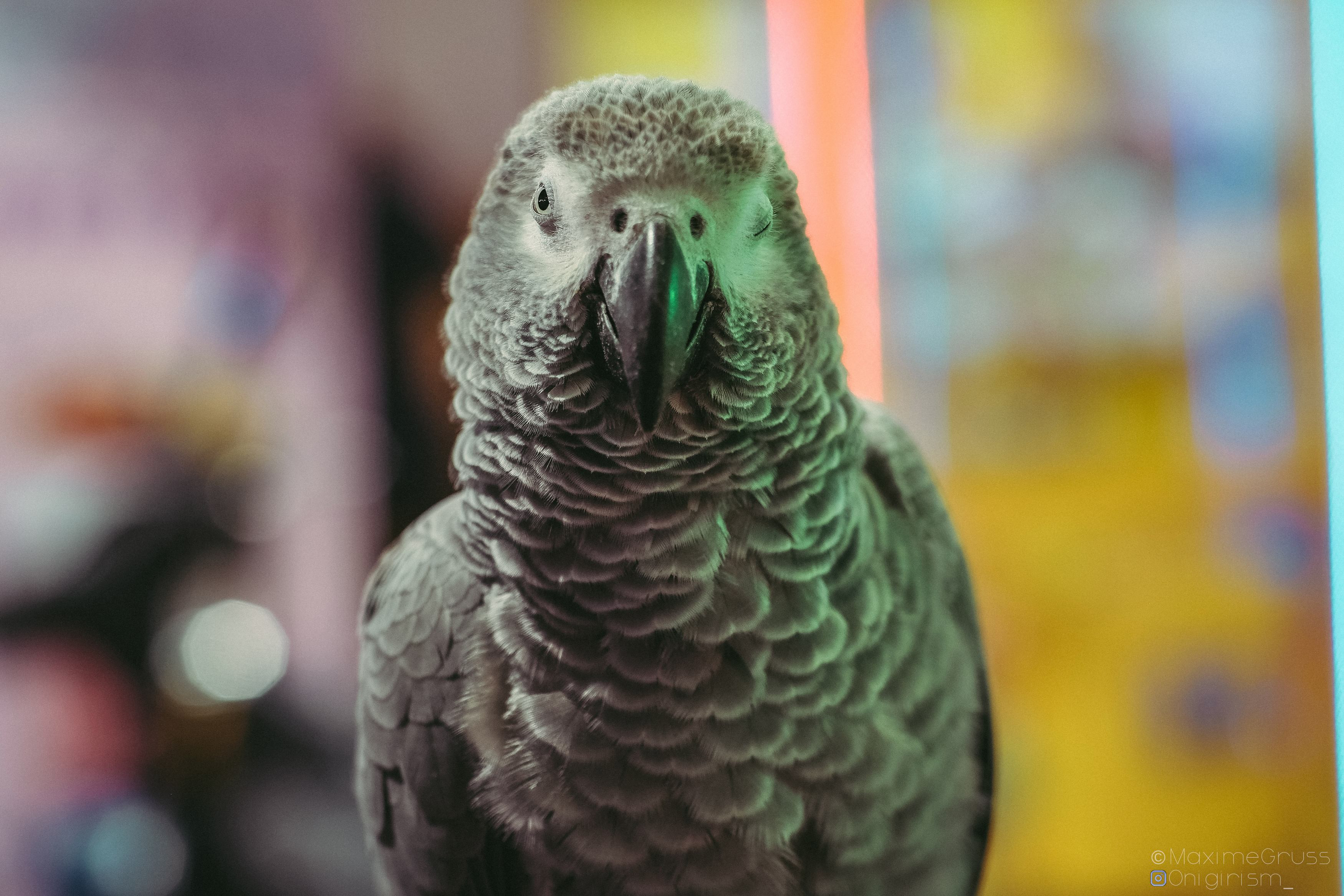 Fonds d'cran Animaux Oiseaux - Perroquets Perroquets au Night market à Taiwan