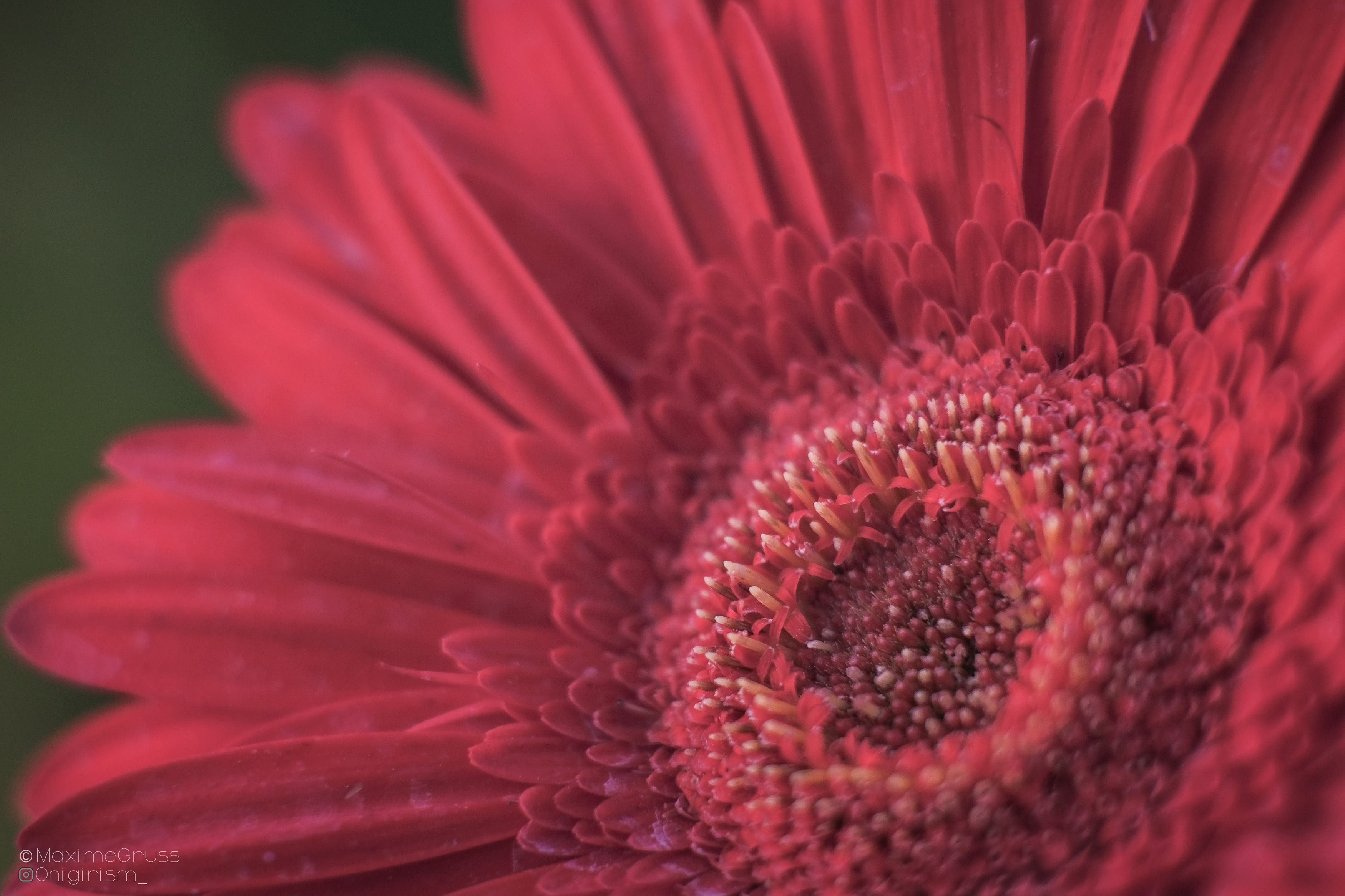 Fonds d'cran Nature Fleurs Macro de fleur colorée