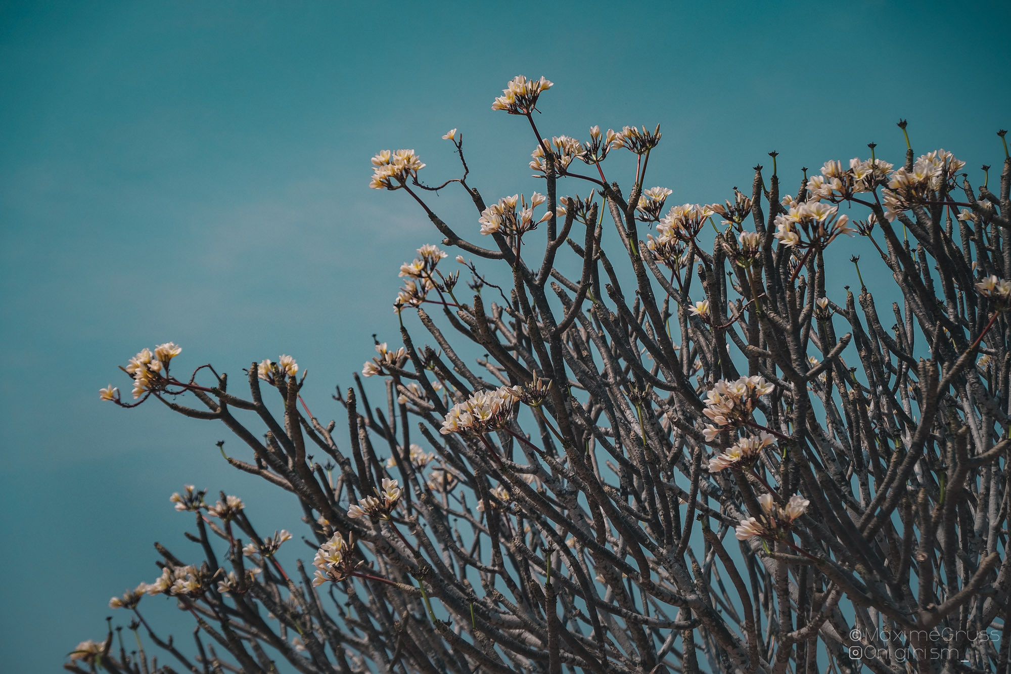 Wallpapers Nature Flowers Arbre en fleurs, bleu et blanc