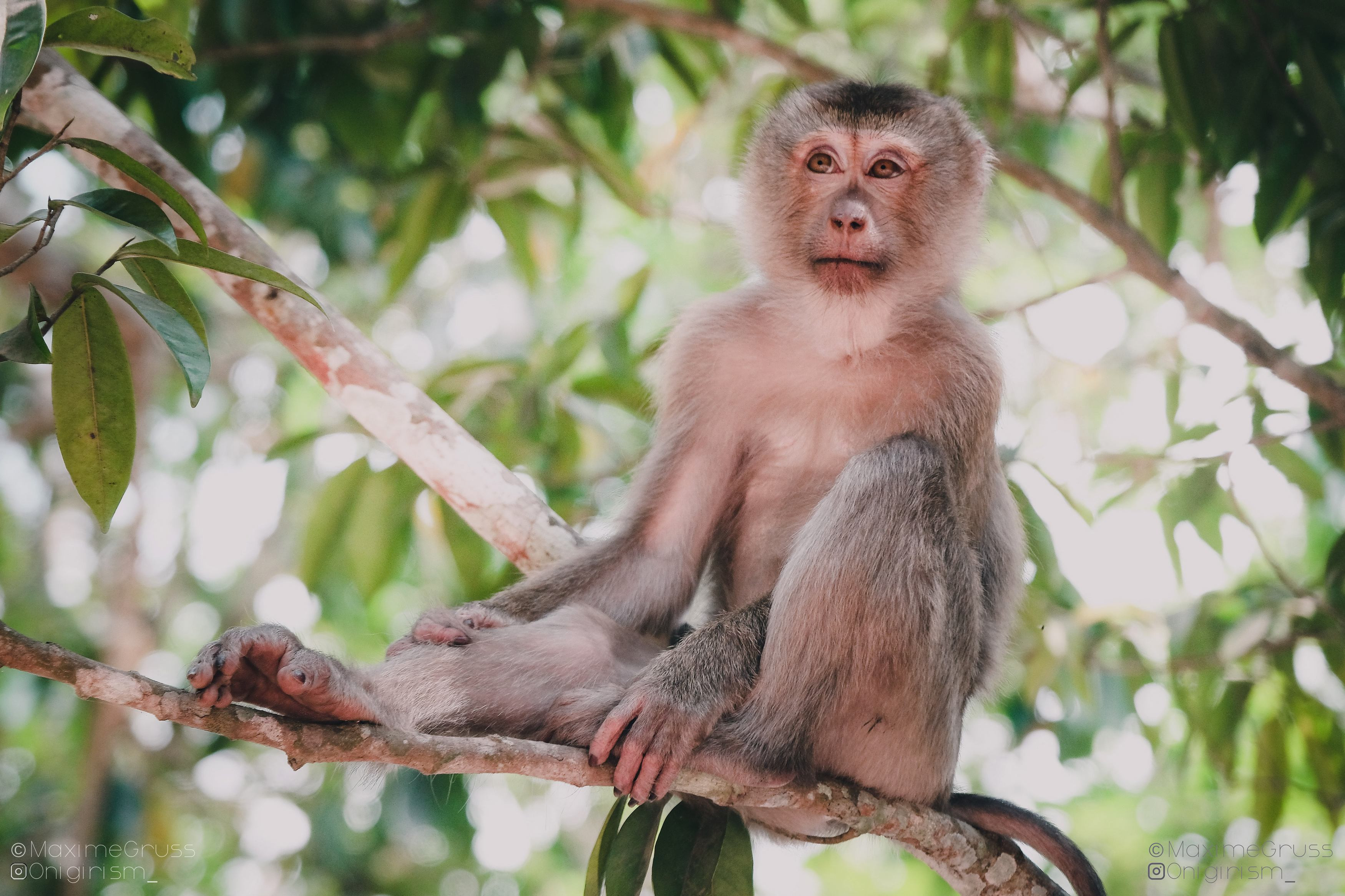 Fonds d'cran Animaux Singes Gros plan singe asiatique