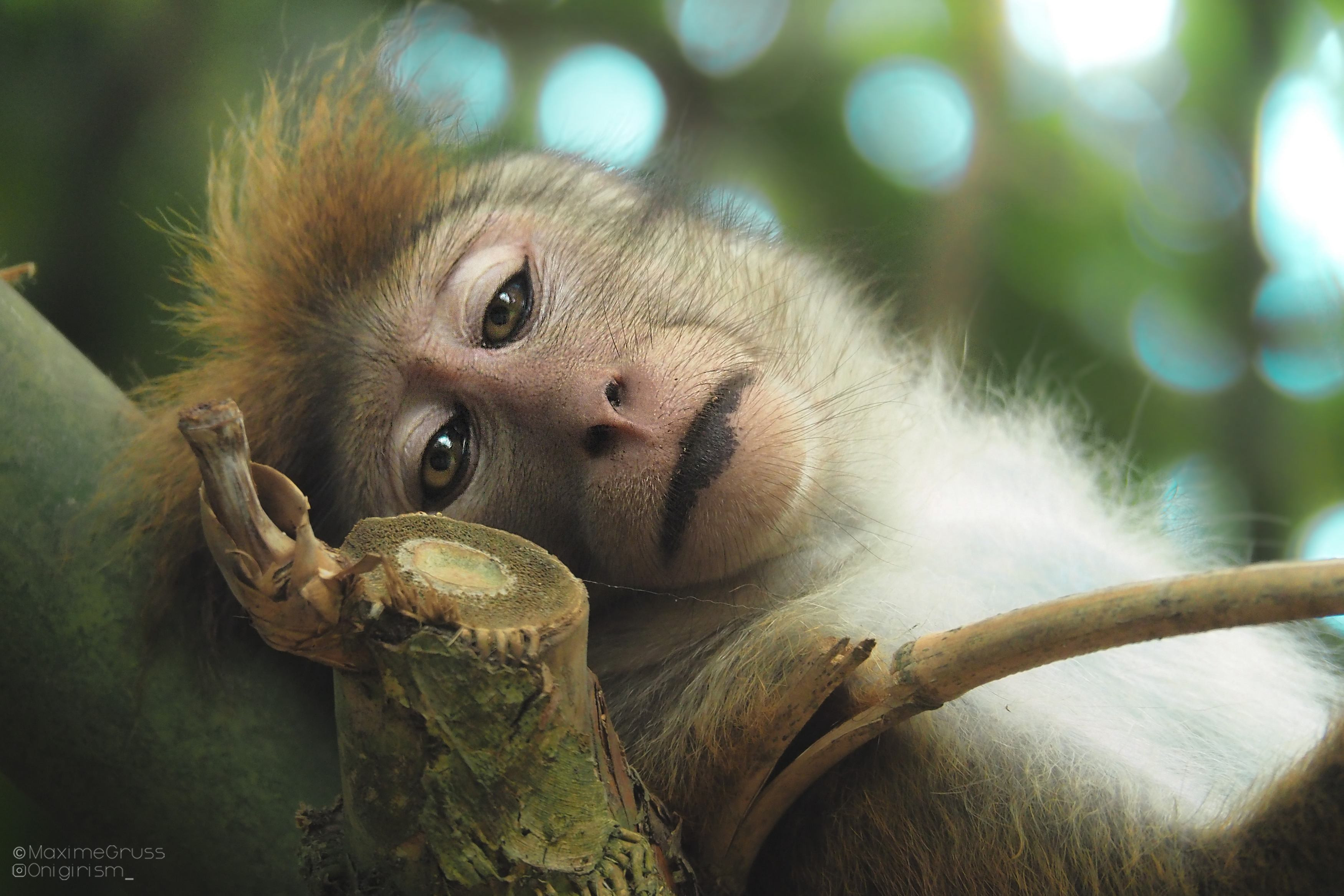 Fonds d'cran Animaux Singes Gros plan singe asiatique