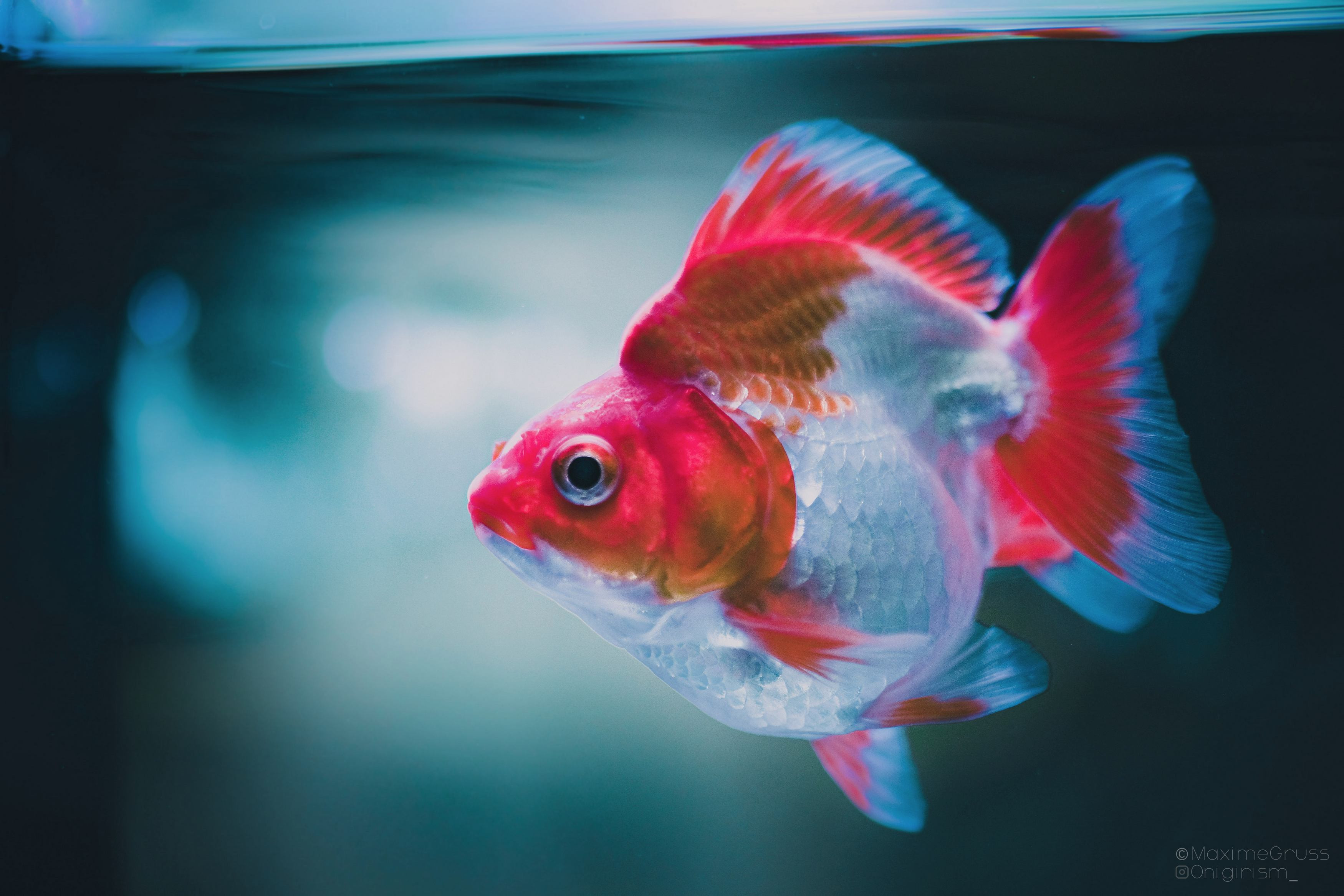 Fonds d'cran Animaux Poissons d'eau douce Poisson d'aquarium