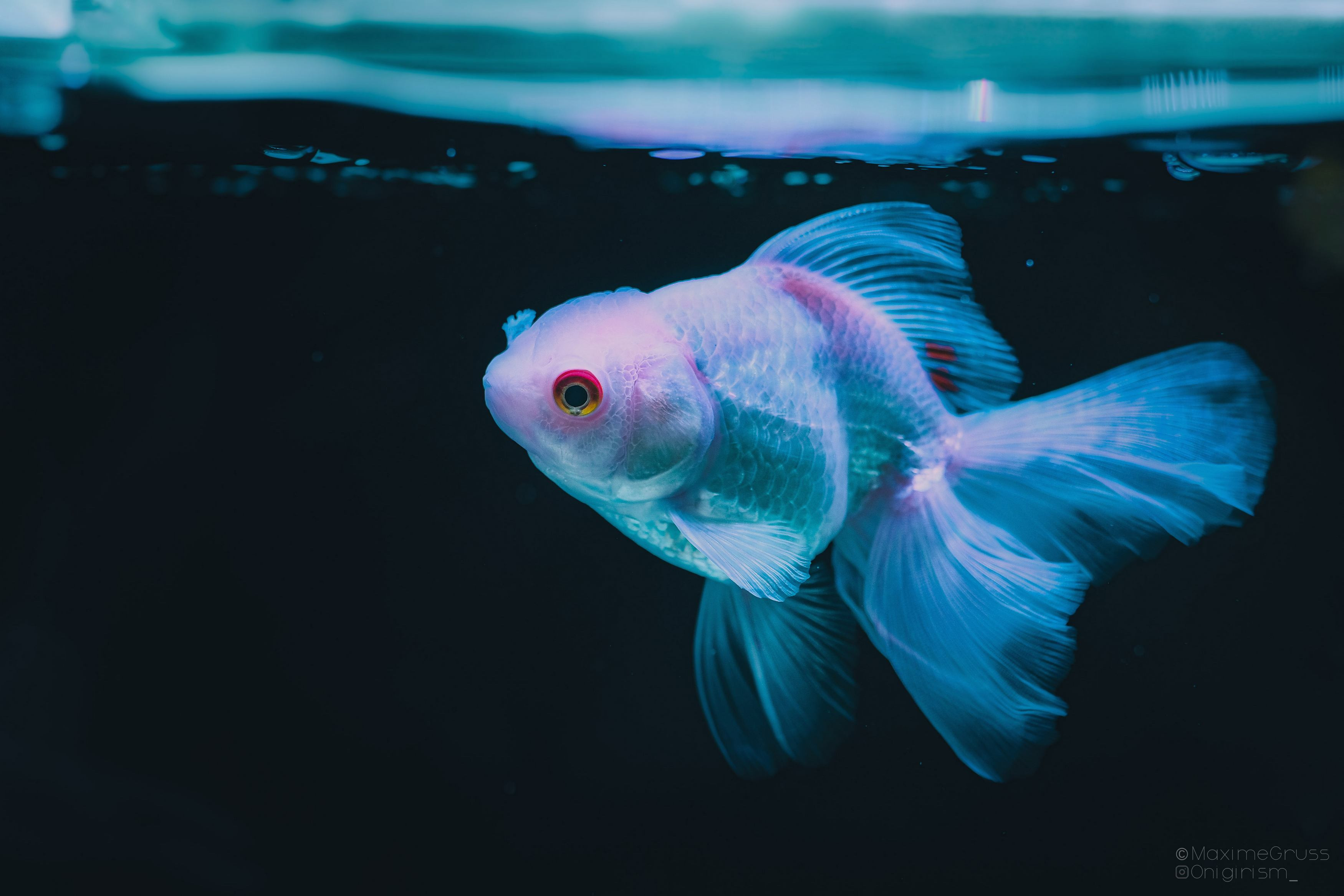 Wallpapers Animals Fishes - In the river Poisson d'aquarium