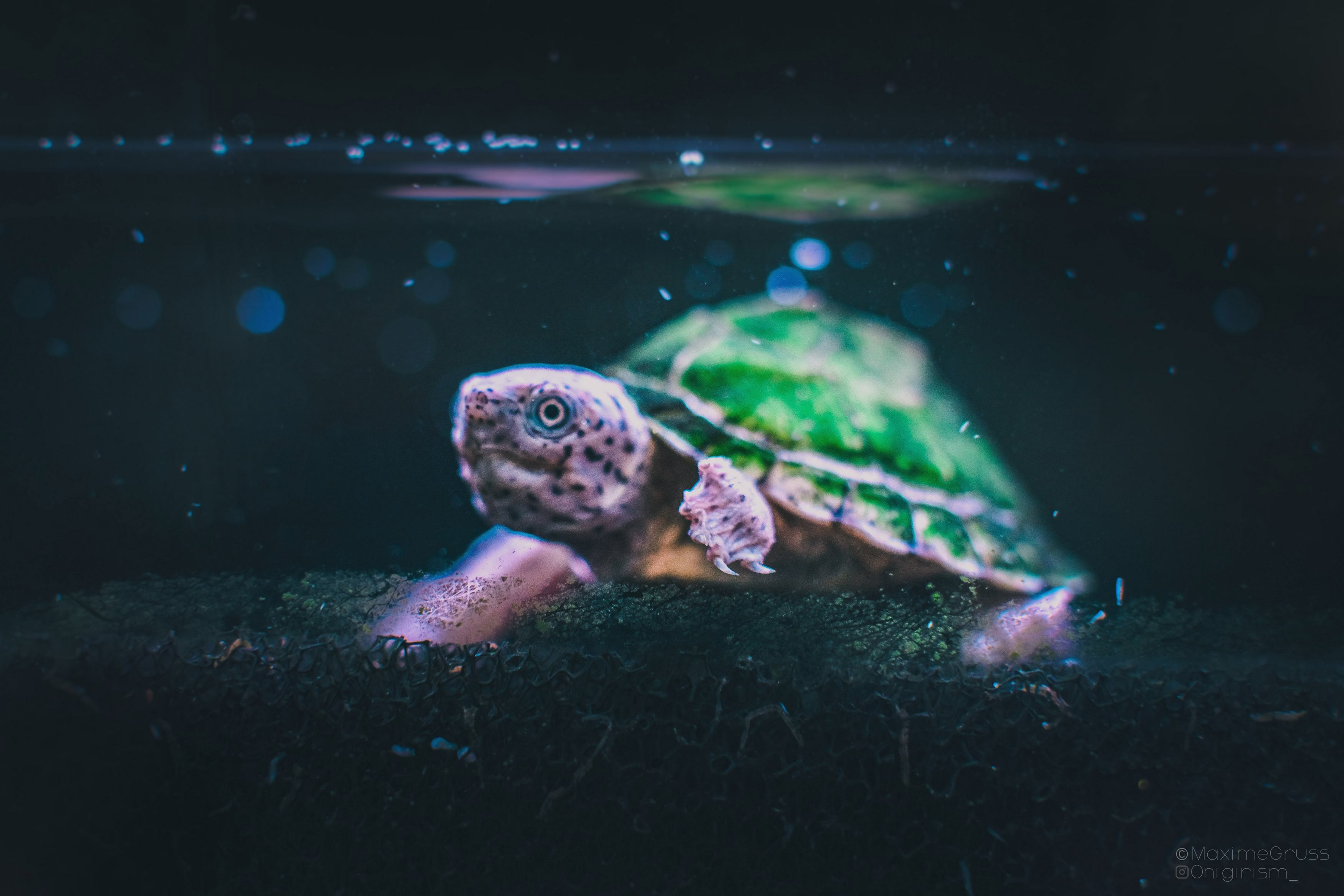 Wallpapers Animals Turtles Tortue d'aquarium