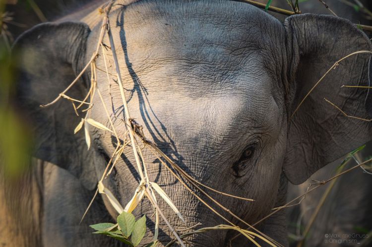 Fonds d'cran Animaux Elphants Elephants d'Asie en Thailande