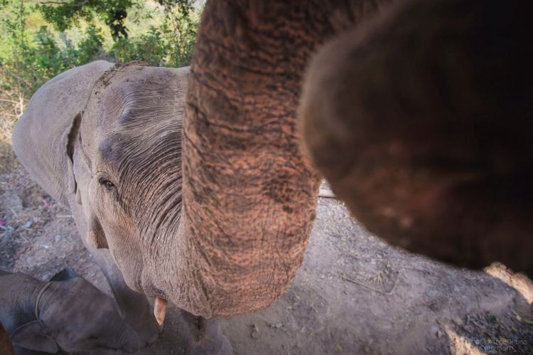 Fonds d'cran Animaux Elphants Elephants d'Asie en Thailande