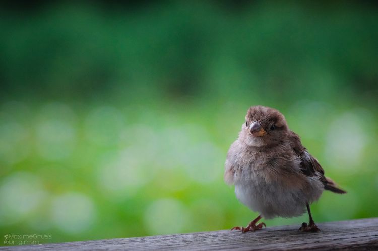 Fonds d'cran Animaux Oiseaux - Moineaux Moineau en Solvénie