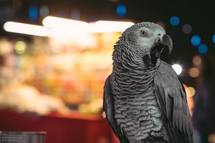 Wallpapers Animals Birds - Parrots Perroquets au Night market à Taiwan