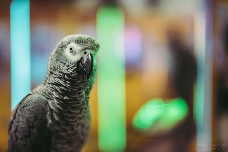 Fonds d'cran Animaux Oiseaux - Perroquets Perroquets au Night market à Taiwan