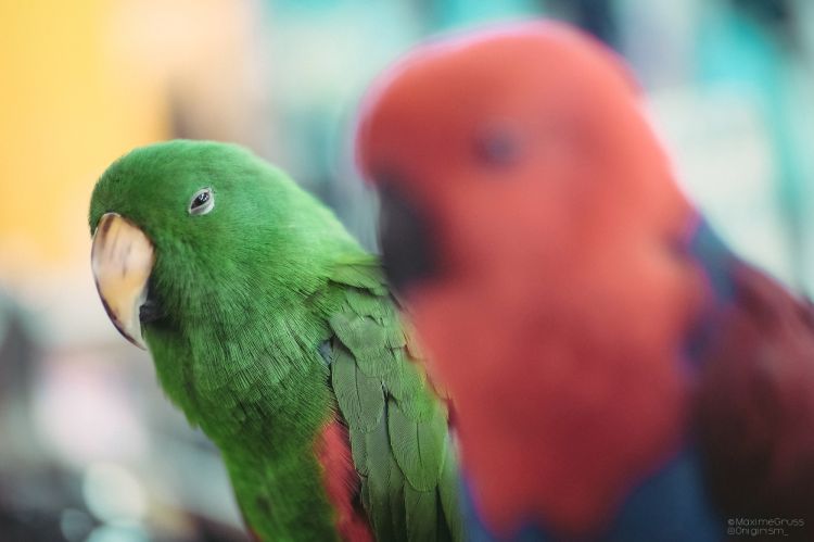 Fonds d'cran Animaux Oiseaux - Perroquets Perroquets au Night market à Taiwan