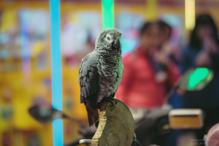 Fonds d'cran Animaux Oiseaux - Perroquets Perroquets au Night market à Taiwan