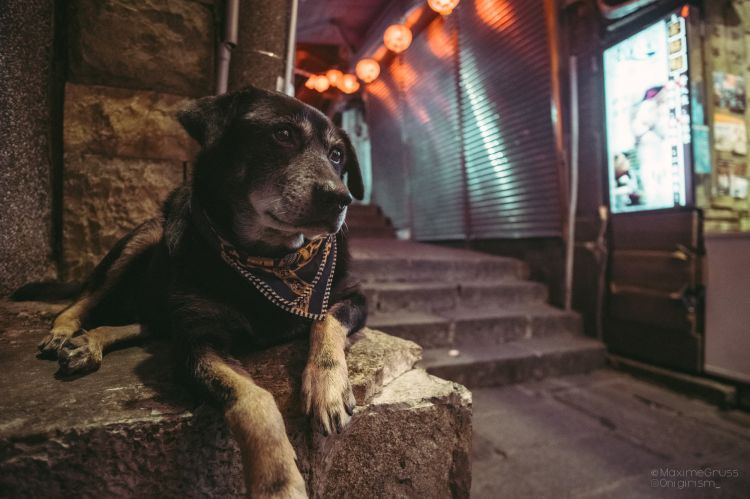 Fonds d'cran Animaux Chiens Chien dans les rues de Jioufen, Taiwan