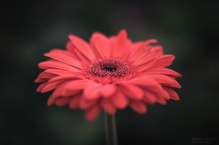 Wallpapers Nature Flowers Macro de fleur colorée