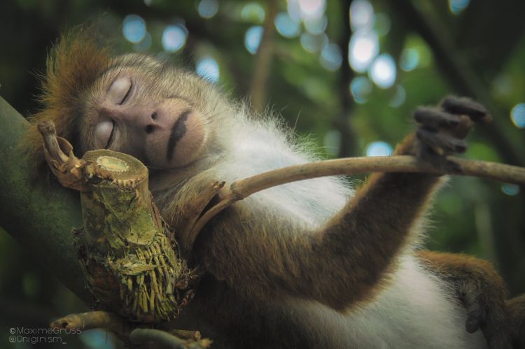 Fonds d'cran Animaux Singes Gros plan singe asiatique