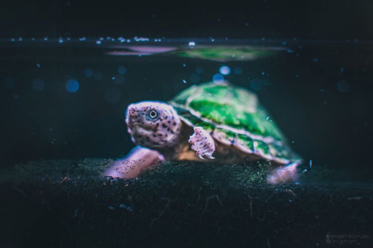 Fonds d'cran Animaux Tortues Tortue d'aquarium