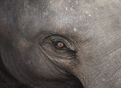  Animals Elephants d'Asie en Thailande