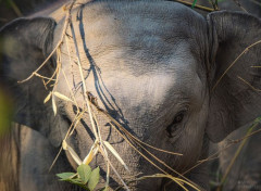  Animals Elephants d'Asie en Thailande